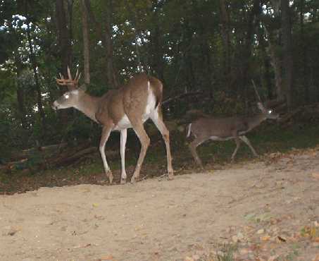 9 point whitetail buck